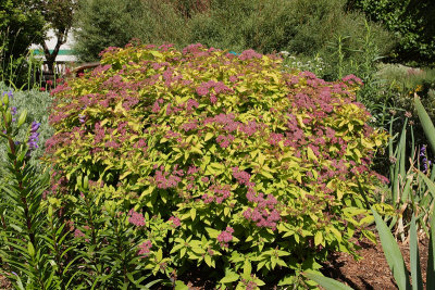 Gold Flame Spirea (Tag #313)