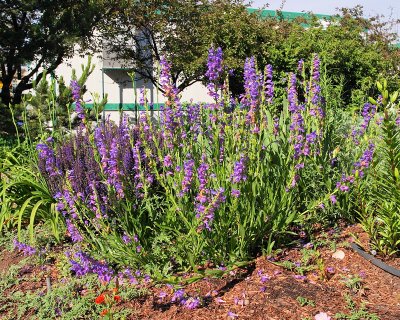 Rocky Mountain Penstemon #715 (2408)