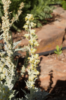 Silver Brocade Artemisia #774 (2414)