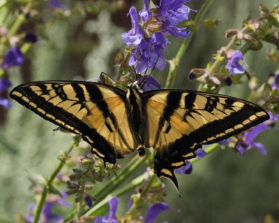 Swallowtail on Penstemon (2465)