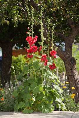 Hollyhock volunteer at 44-T (2442)