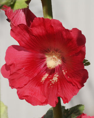 Hollyhock volunteer at 44-T (2444)