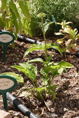 Coneflower 'Big Sky' #862 (2500)