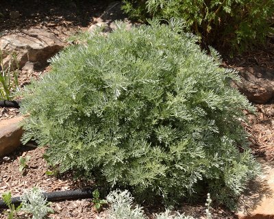 Powis Castle Artemisia #783 (2506)