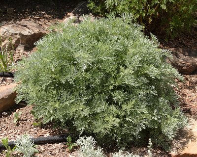 Powis Castle Artemisia #783 (2506)