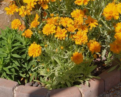 Dwarf Double Coreopsis #712 (2579)