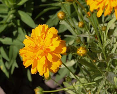 Dwarf Double Coreopsis #712 (2581)