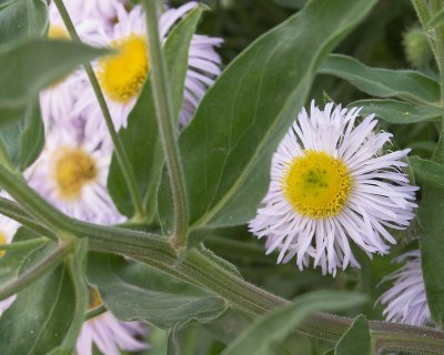 Fleabane #000 (2616)