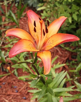 Asiatic Lily 'Royal Sunset' #506 (5759)