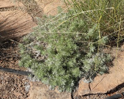 Blue Mound Artemisia #000 (5609)