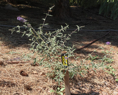 Butterfly Bush (Tag #307)