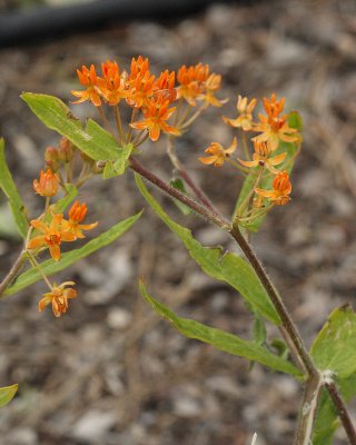 Butterfly Weed #732 (5418)