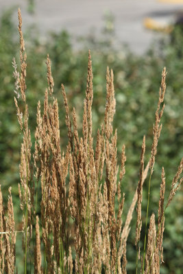 Feather Reed Grass 'Karl Foerster' #551 (5906)