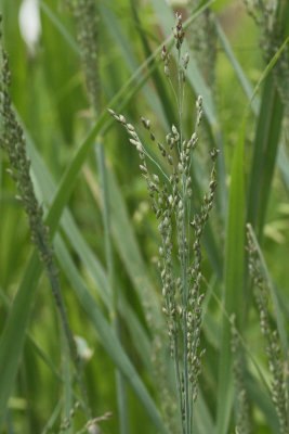 Giant Sacaton Grass (Sporobolus wrightii) #000 (5866)
