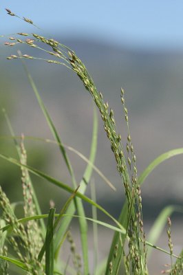 Giant Sacaton Grass (Sporobolus wrightii) #000 (5910)