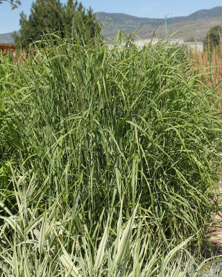 Giant Sacaton Grass (Sporobolus wrightii) #000 (5929)