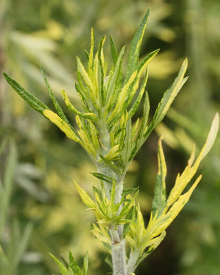 Limelight Artemisia #865 (5472)