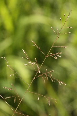 Muhly Grass #564 (5428)