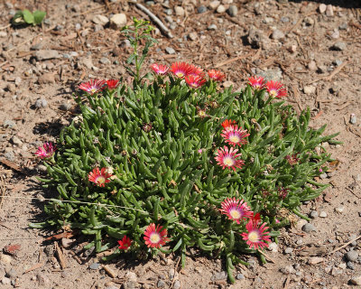 Red Mountain Ice Plant #840 (5902)