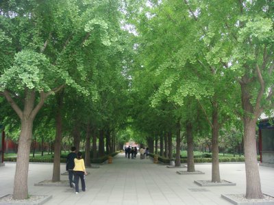 Llama Temple, Beijing