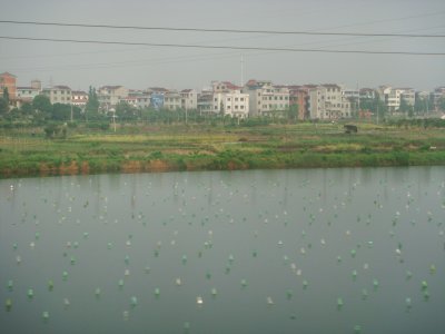 Presh water pearl farms everywhere around the countryside on the way into Shanghai