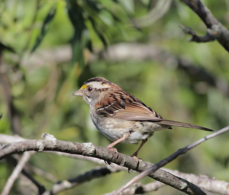 White-throated Sparrow