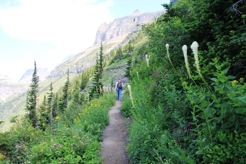 Wildflowers on highline trial.JPG