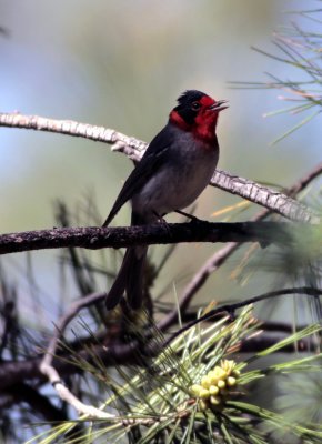 birds_seen_in_arizona