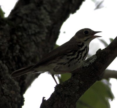 Ovenbird 