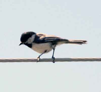 Black-capped chickadee