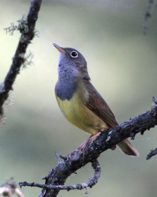 Connecticut Warbler 