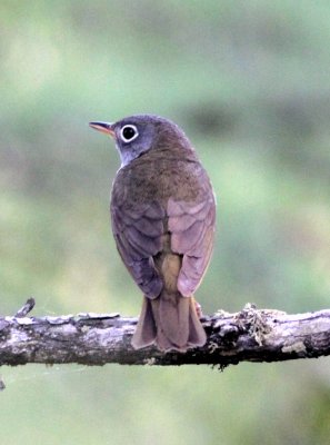 Connecticut Warbler