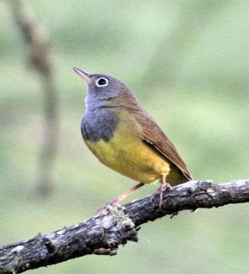 Connecticut Warbler 2.jpg