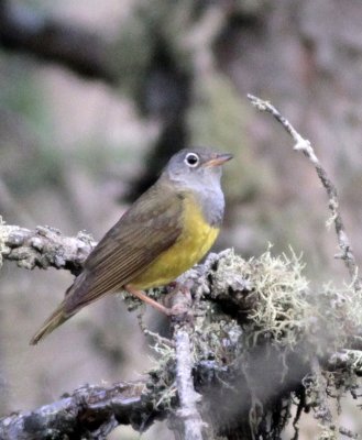 Connecticut Warbler 