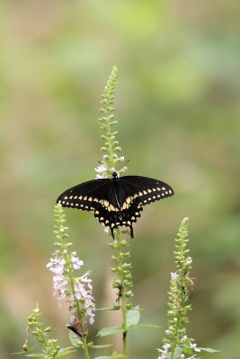 Black Swallowtail on pickerelweed