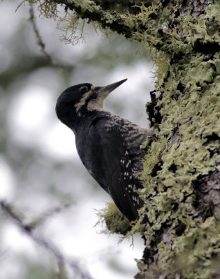 Blackbacked woodpecker