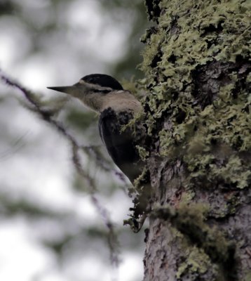 black backed woodpecker