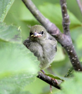 Baby Golden-Winged Warbler