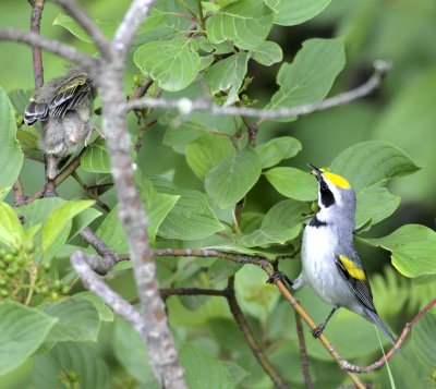 Golden Winged Warbler Daddy with food for Baby