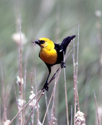 Yellow-Headed Blackbird 2.jpg