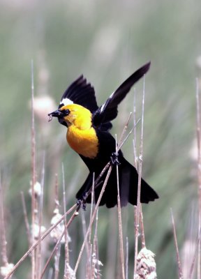 Yellow-headed Blackbird 