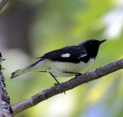 Black throated blue warbler 7.jpg