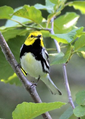 Black-throated Green Warbler 5.jpg