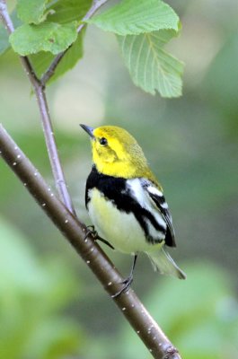 Black-Throated Green Warbler 13.jpg