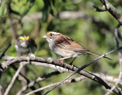 White-Throated Sparrow couple at Duluth Minnesoda.jpg