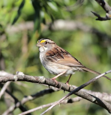 White-Throated Sparrow Duluth Minnesoda.jpg