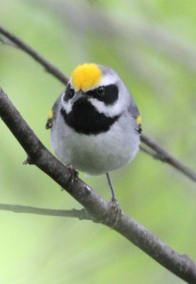 Golden-Winged Warbler 