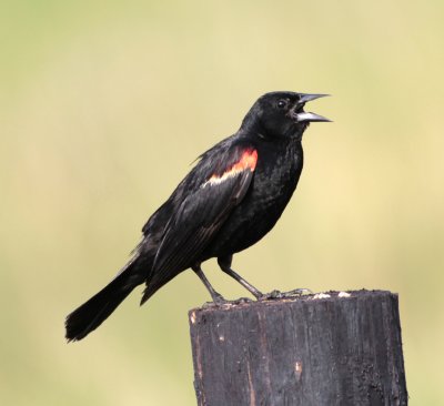 Red-winged Blackbird 1.jpg