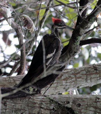 Pileated Woodpecker at Brazos Bend State Park Texas.jpg