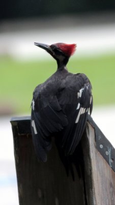 Pileated Woodpecker 1.jpg